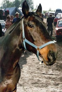 Obrazek