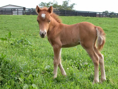 MiniatureHorse_Foal-2.jpg
